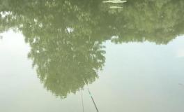 釣黑坑魚竿要選對，老釣手都這樣挑選，又省錢又實用